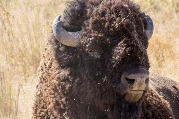 bisonrange3