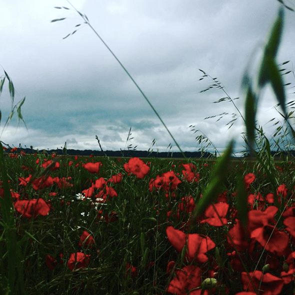 Screen Shot 2017-12-17 at 7.44.41 PM.png